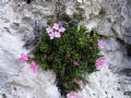 Daphne petraea